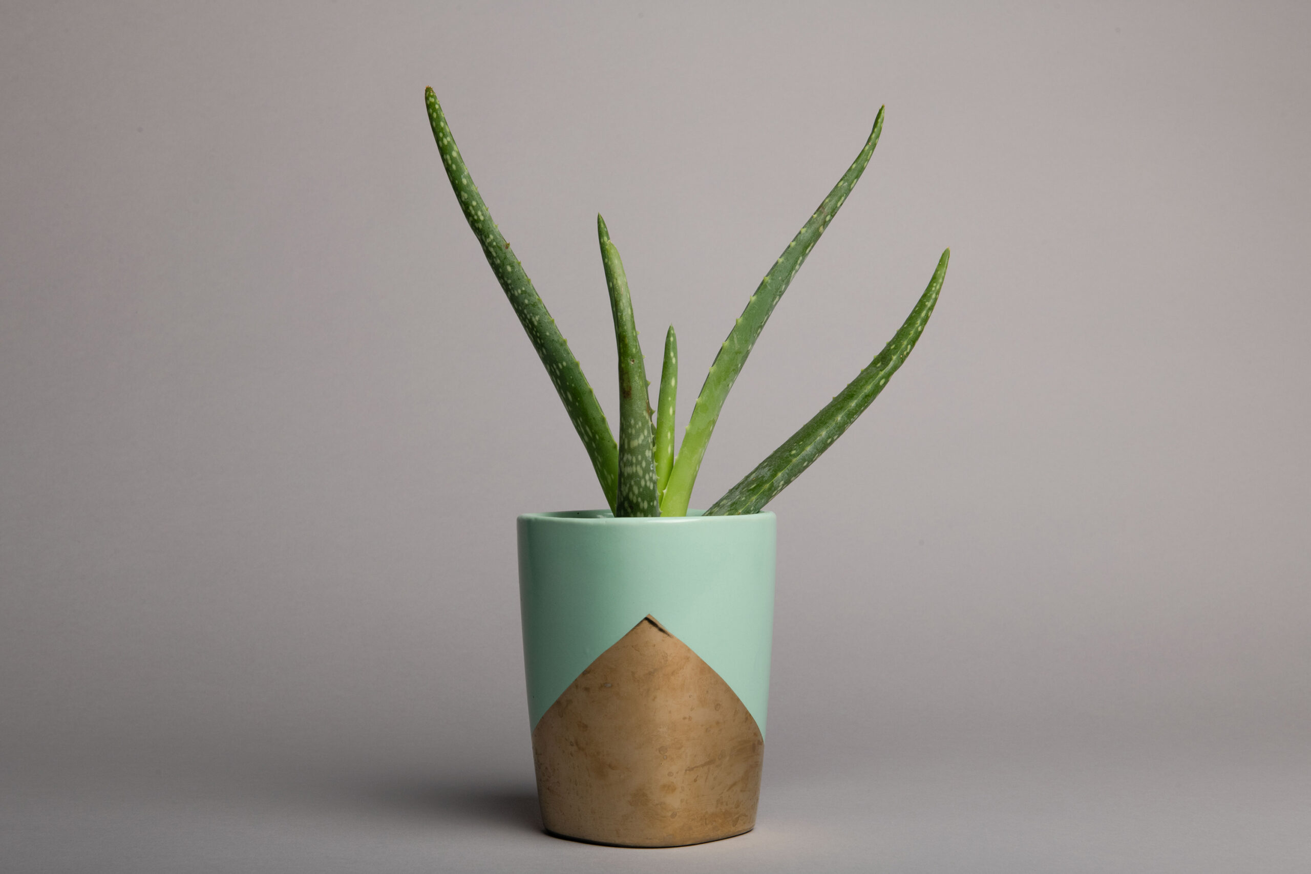 206d30_a5e50b9ab9bd4dd6812aac7722e0cc25mv2