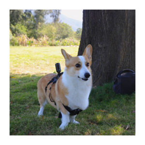 Arnés SJCam para mascotas